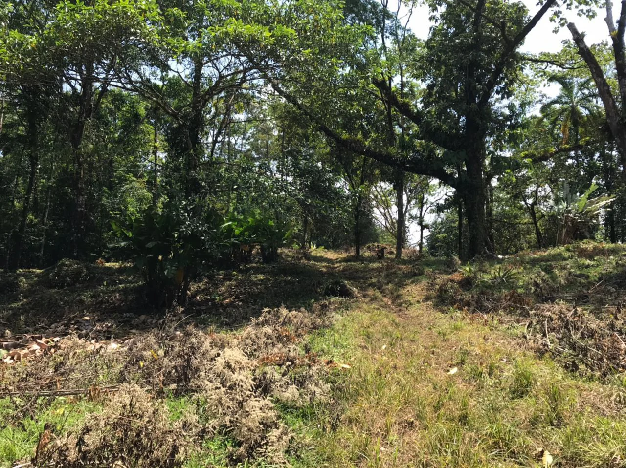 Hot Springs Property for Sale with Two Natural Hot Water Springs, Two Cold Water Creeks, and a Giant 300-Year-Old Tree - Gallery image 14