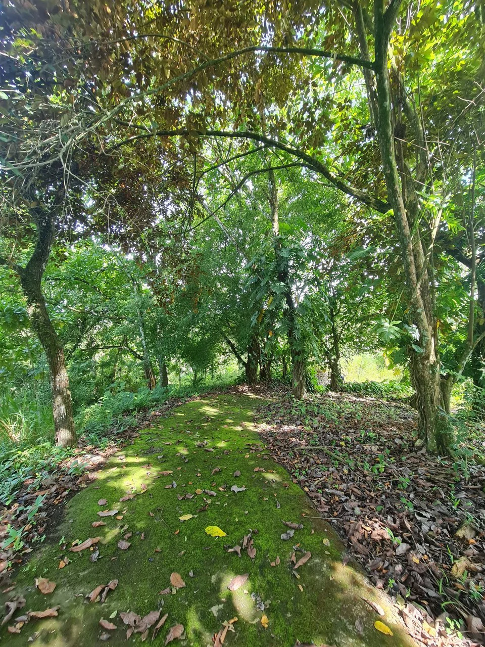 Near the Coast Agricultural Land For Sale in Orotina - Gallery image 9