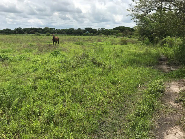Property close to Liberia and Discovery Park - Gallery image 3