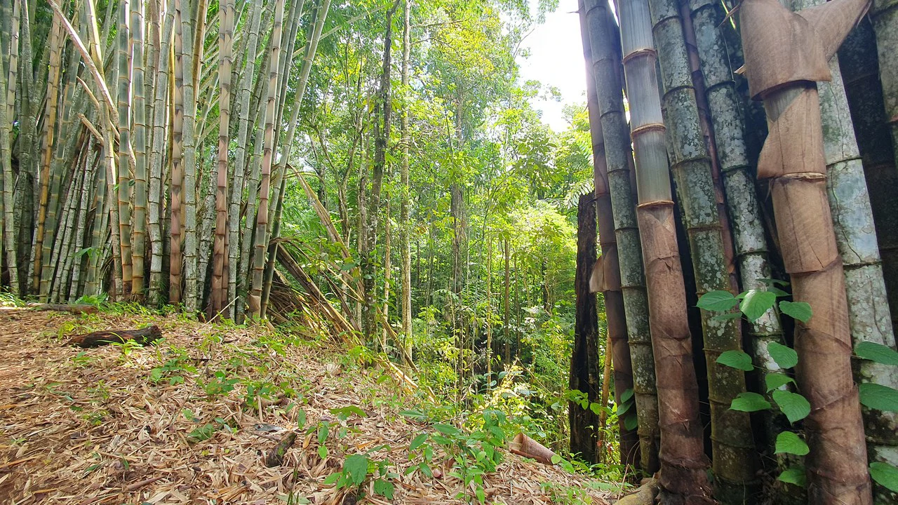 Property #1 with Bamboo Plantation, Development Opportunity (Residential, Hotel, and Industrial). - Gallery image 13