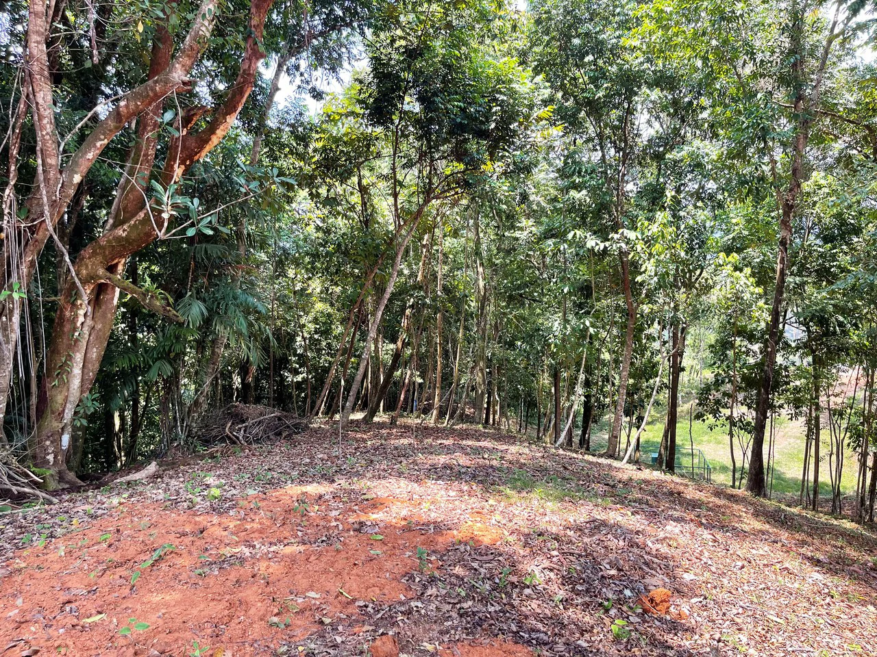 2.5 Acre Jungle and Valley View Home site in Dominical - Gallery image 8