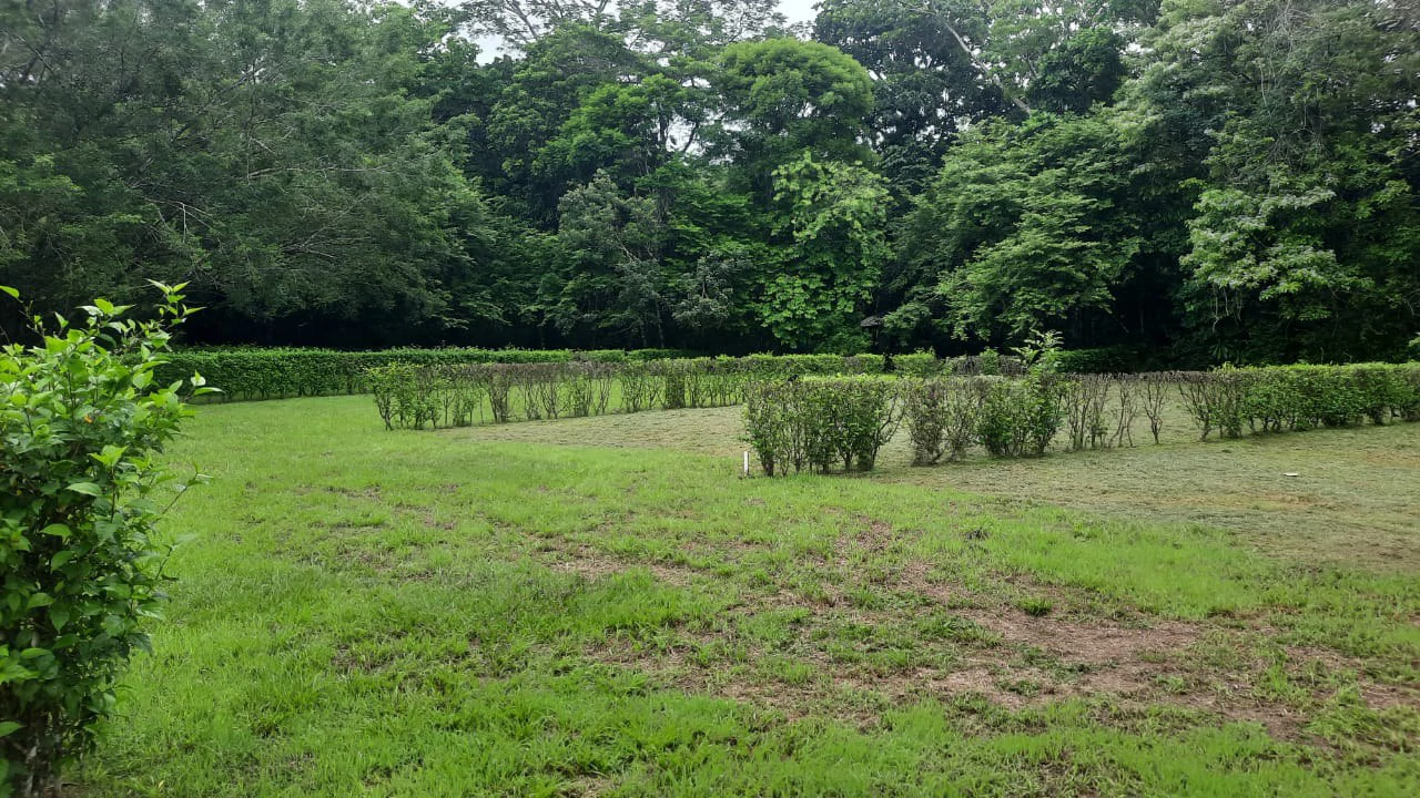 Agricultural Land For Sale in Jacó - Gallery image 9