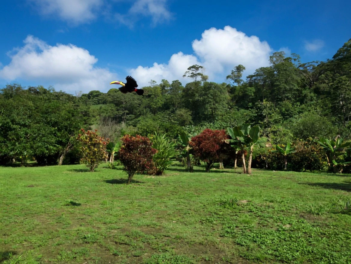 Casa Bromelia: Drake Bay Beachfront Paradise Property Near Corcovado - Gallery image 18