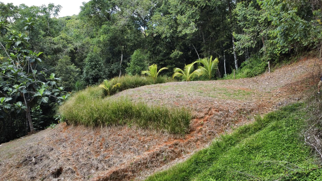 HALF ACRE LOT IN PLATANILLO, MINUTES TO THE BEACH OF DOMINICAL - Gallery image 9