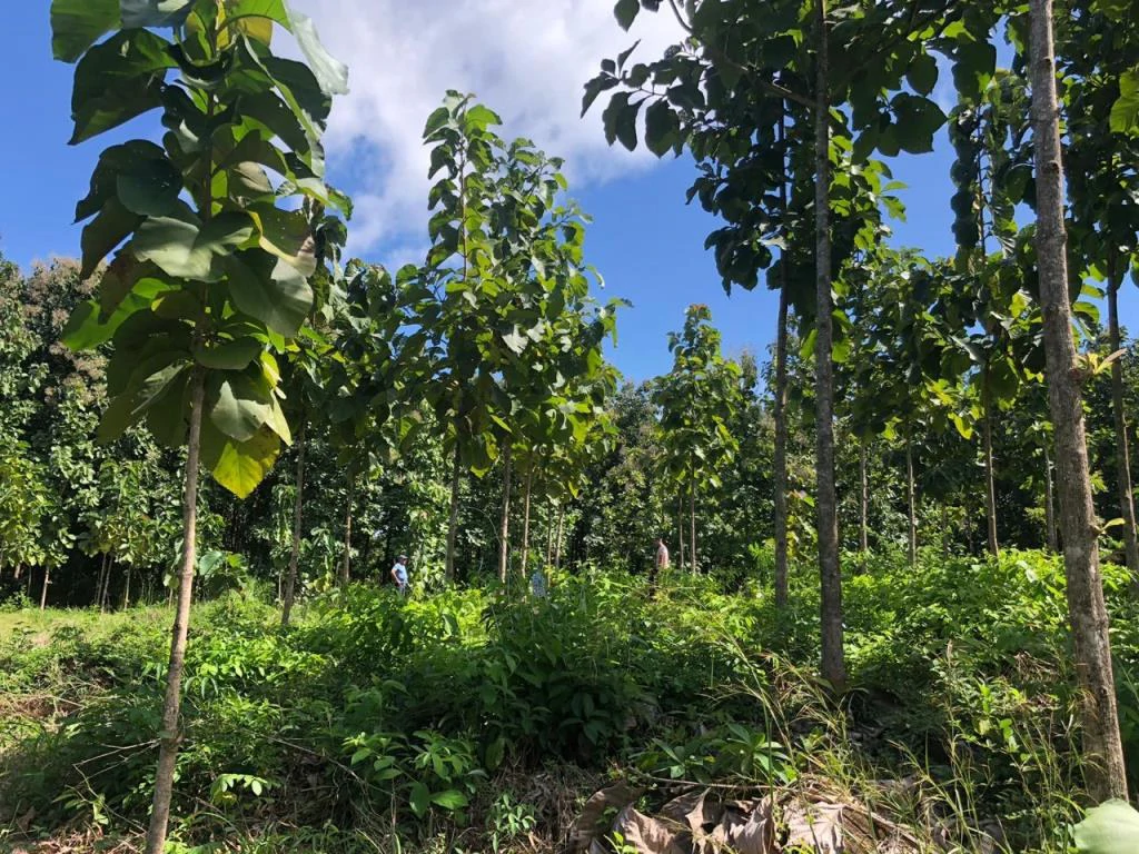 Teak Farm for Sale with a Hacienda Villa and 3 houses in La Cruz, 1 hour away from Liberia - Gallery image 7