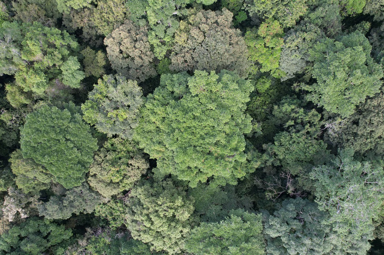 ID 919: 5708 sqm Flat Jungle Lot in Tuba Creek