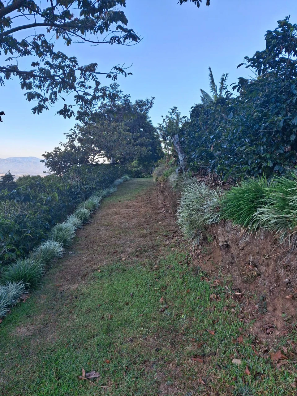 Cafetalero or Developer?: 25,378 m2 with Views of the Central Valley!! - Gallery image 6