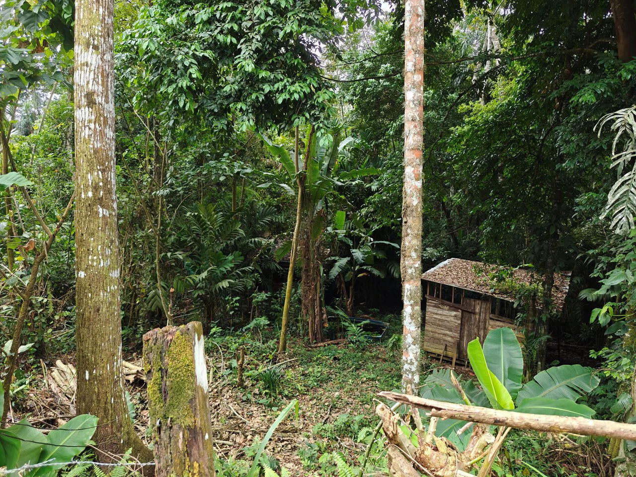 12,041m² Treed Lot with Great Potential: Wooded Lot with Creek – Rewilding Opportunity Near Puerto Viejo - Gallery image 7