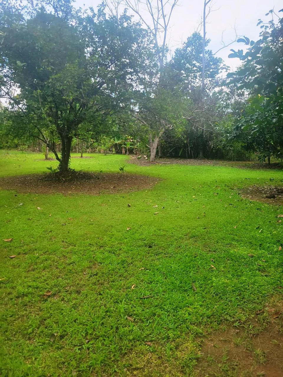 Tropical Fruit Farm in Playa Cañaza Build Your Dream Home in Paradise - Gallery image 14