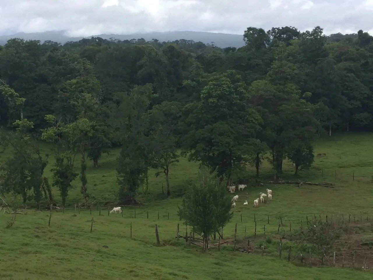 Expansive 83-Hectare Agricultural & Ranch Land in Sarapiquí, Heredia - Gallery image 6