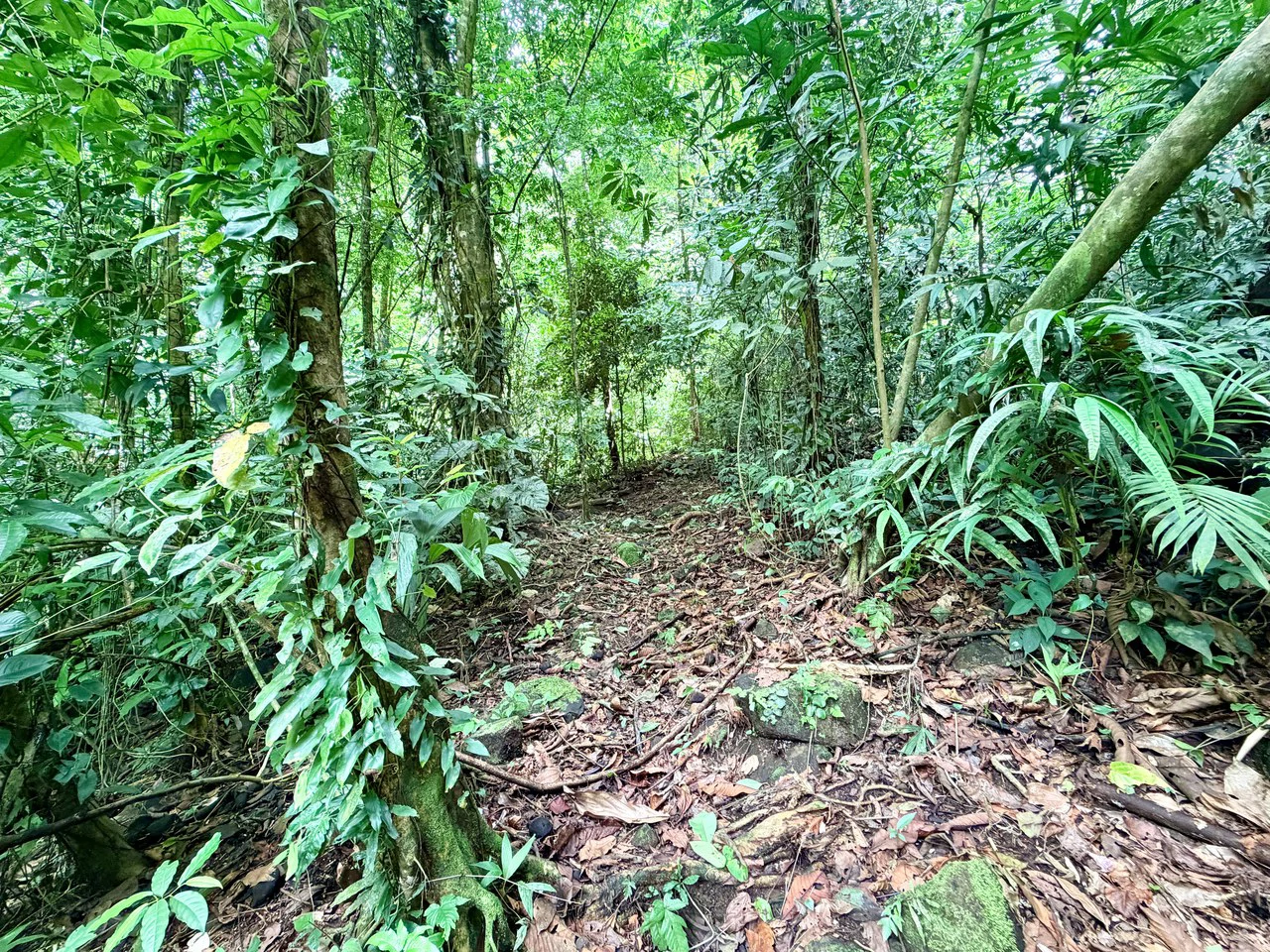 Uvita Development Farm - 40.47 Acres Estate - photo 13