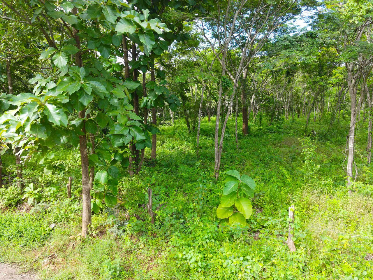 Finca Montecito: Ocean View Development Finca in Playa Avellanas - Gallery image 17