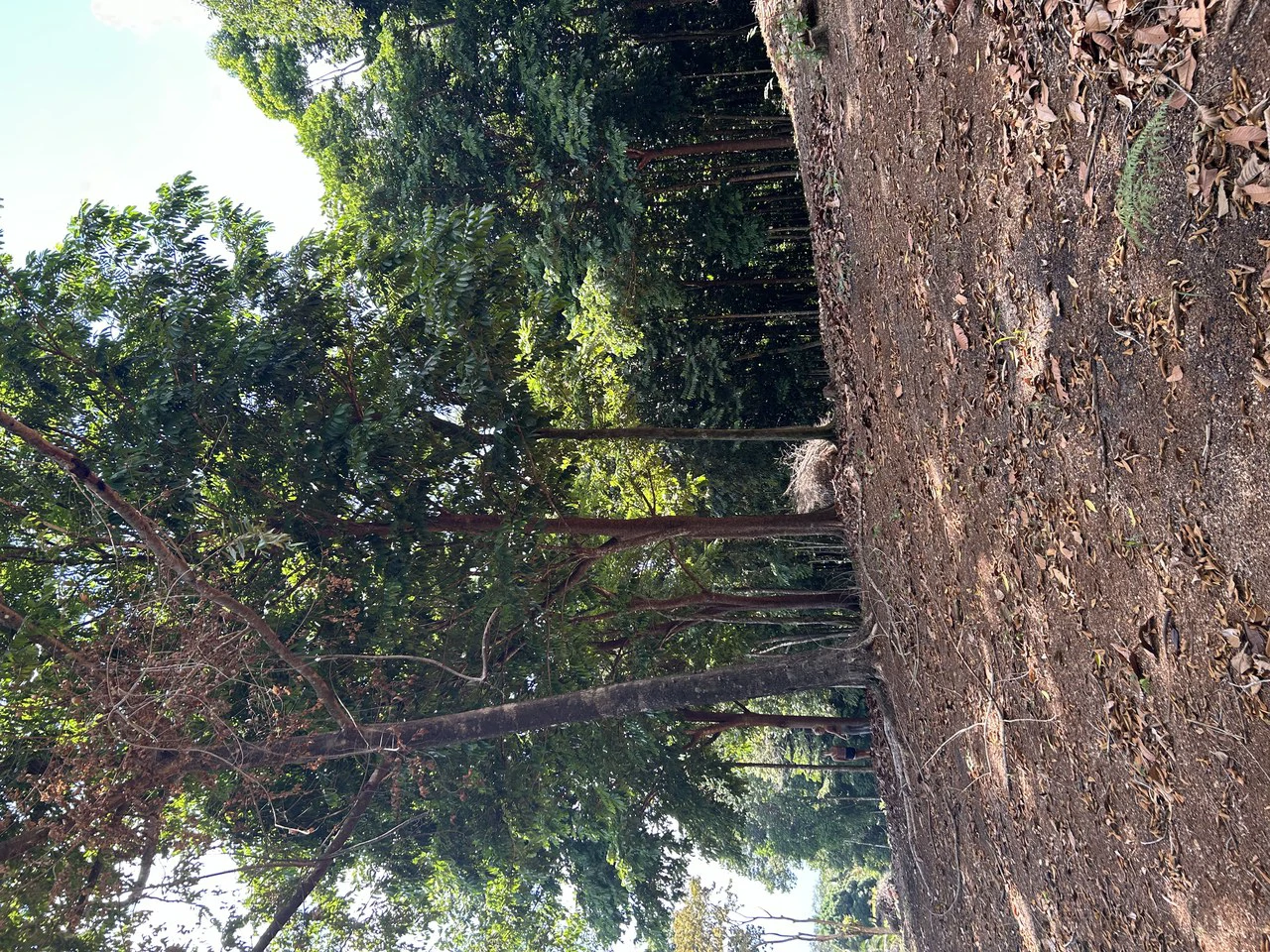 Cabo Matapalo:  3.8 Acre Ocean View Lot In Peninsula De Osa, Golfo Dulce - Gallery image 22