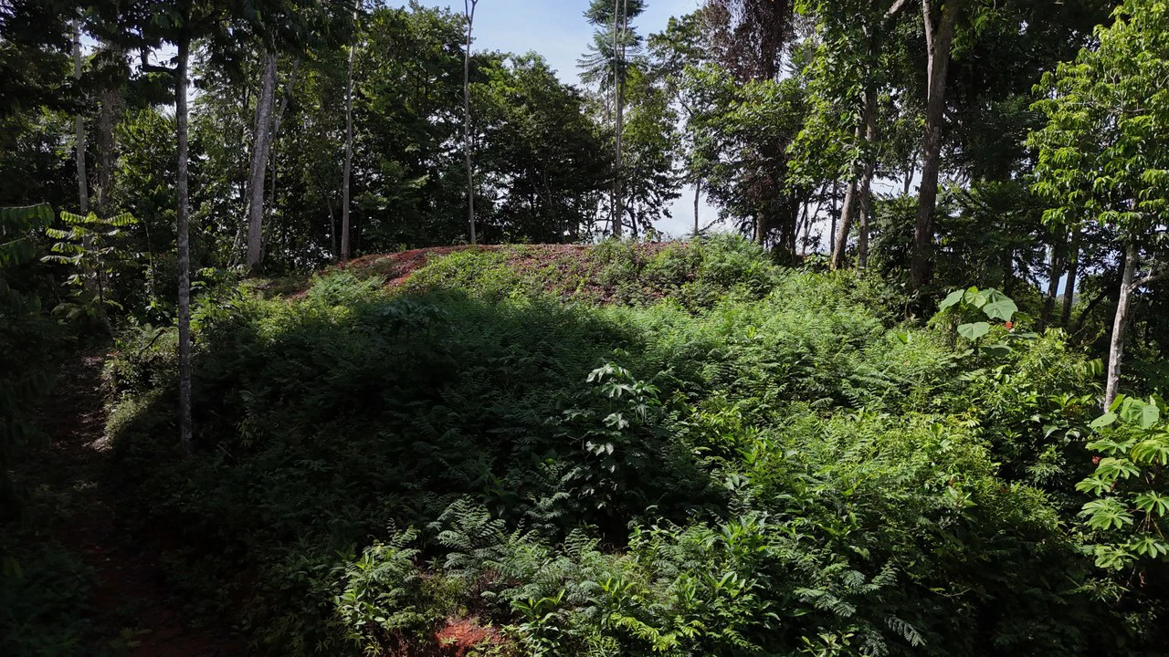 Spectacular Ocean view on 7.7 acres: Mountain Home Construction Site For Sale in Bahía Ballena - Gallery image 26