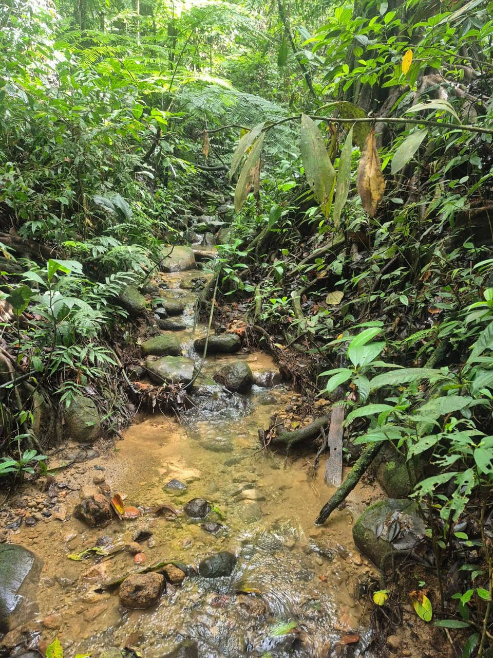 Propiedad en San Blas: Mountain Agricultural Land For Sale in La Linda General Viejo - Gallery image 28