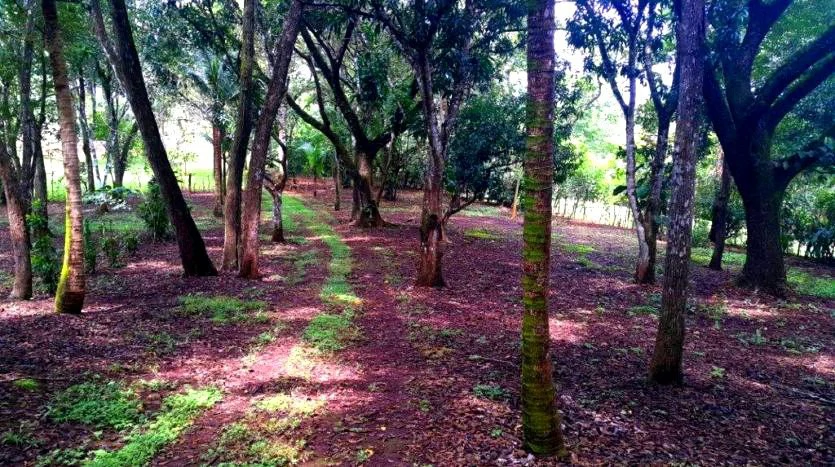 Finca Wellness: Live the Pura Vida Dream – Nature, Privacy & Pacific Beaches - photo 15