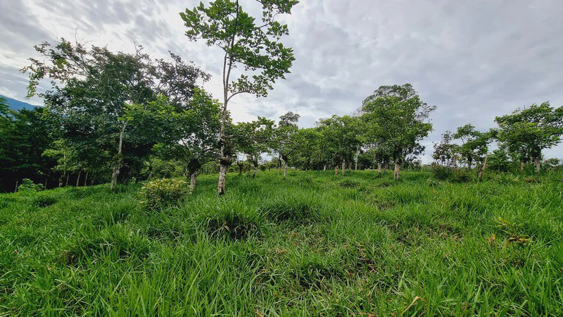 Lote en San Francisco de Cajon: Mountain Agricultural Land For Sale in San Francisco - Gallery image 12