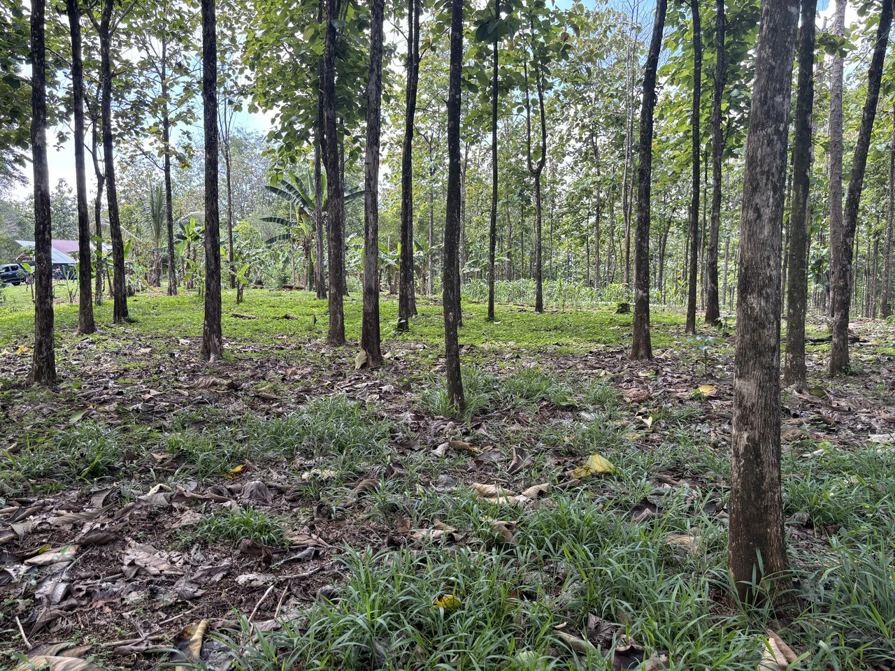 7-Hectare Farm with Teak Plantation, Existing Home & Eco-Development Potential Near Parrita, Costa Rica - Gallery image 18