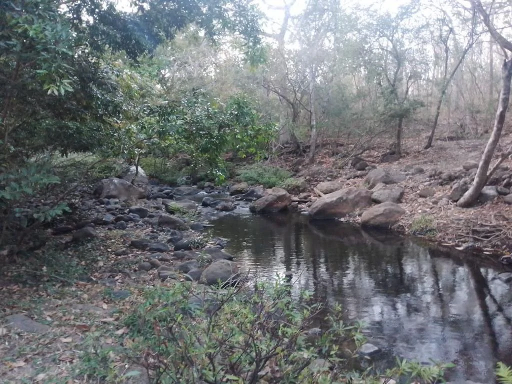 Agricultural farmland close to Liberia, with a riverfront by Bagaces