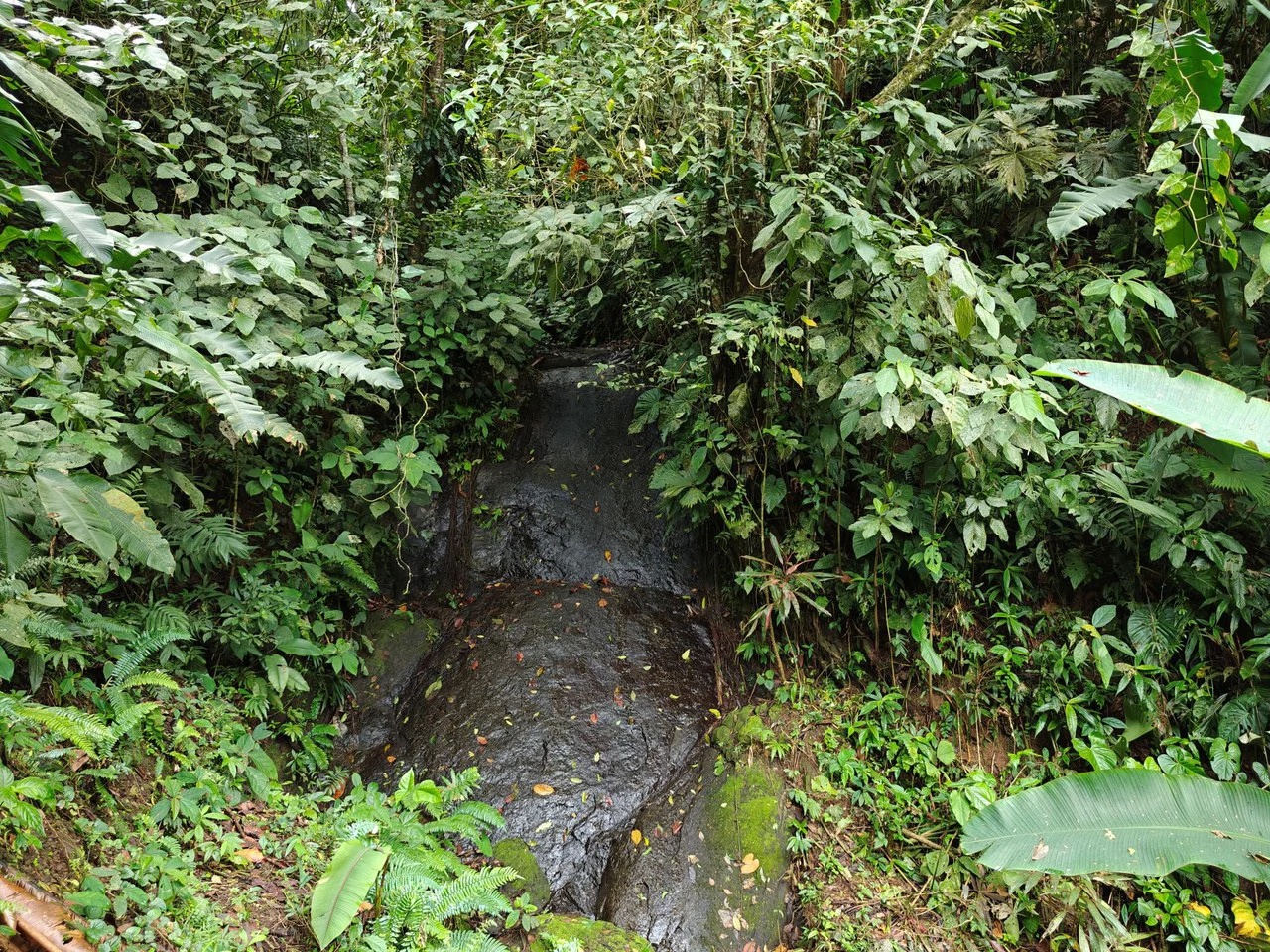 Mountain-Edge Sanctuary with Private Waterfall: 3 Titled Jungle Lots with Platforms, Waterfall, and Income Potential - Gallery image 10