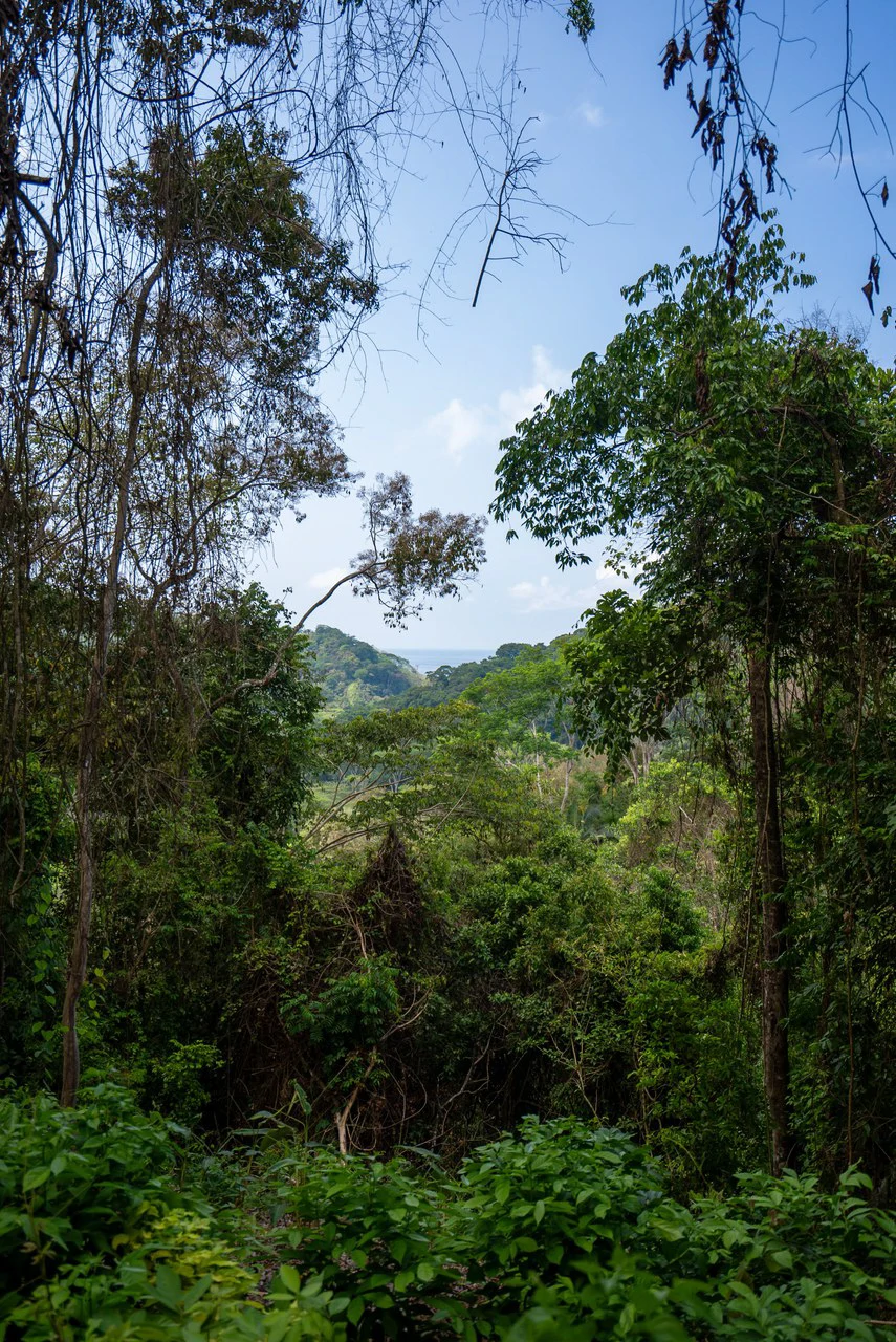 Rare 86-Acre Ocean View Estate Bordering Hacienda Barú – A Unique Opportunity for Conservation and Development - Gallery image 25