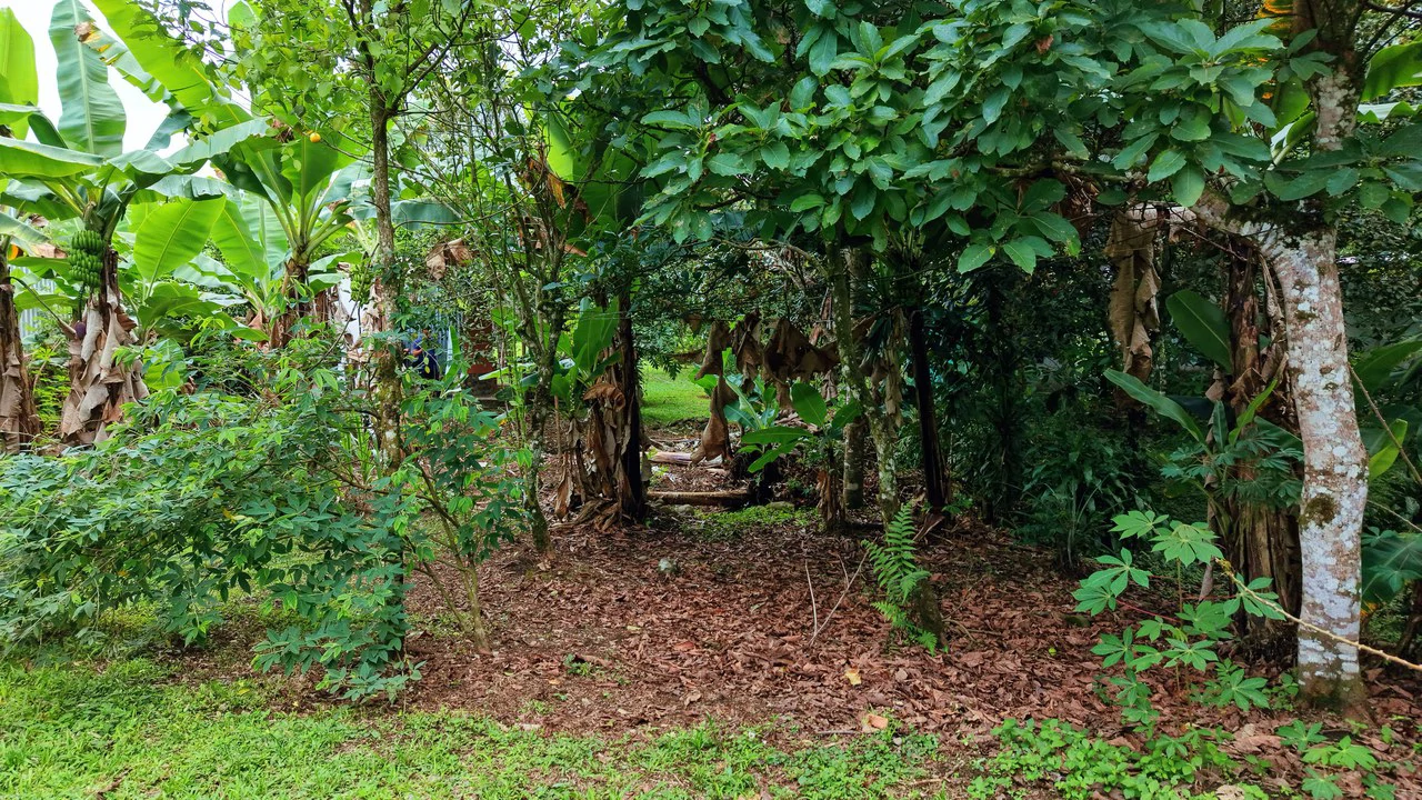 LOTE PLANO CON FRUTALES: Mountain Home Construction Site For Sale in General Viejo - Gallery image 15