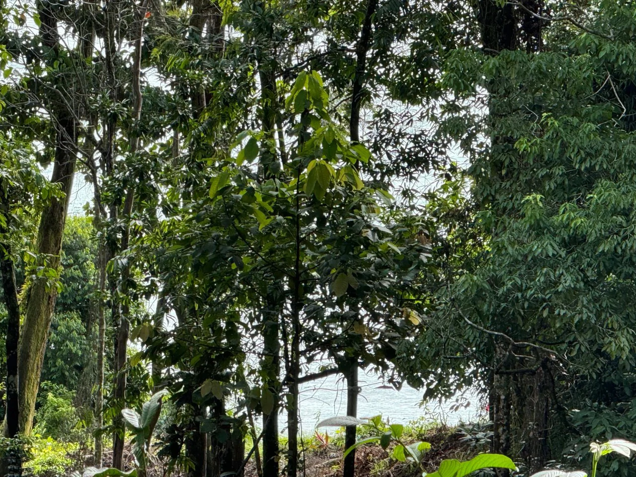0.5 ACRES – Ocean View Property 1 Min Off Paved Highway In Escaleras Minutes To Dominical And Uvita!!!: Near the Coast and Mountain Home Construction Site For Sale in Dominical - Gallery image 3