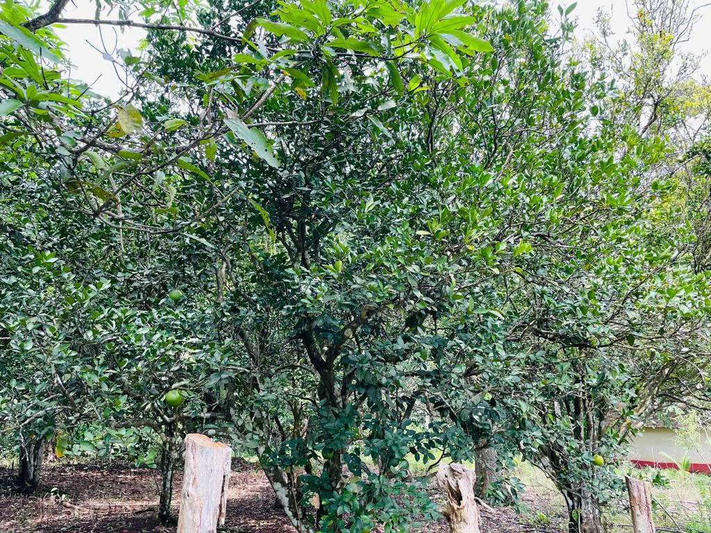 Farm for sale Puriscal Close to Universidad para la Paz Costa Rica - Gallery image 13