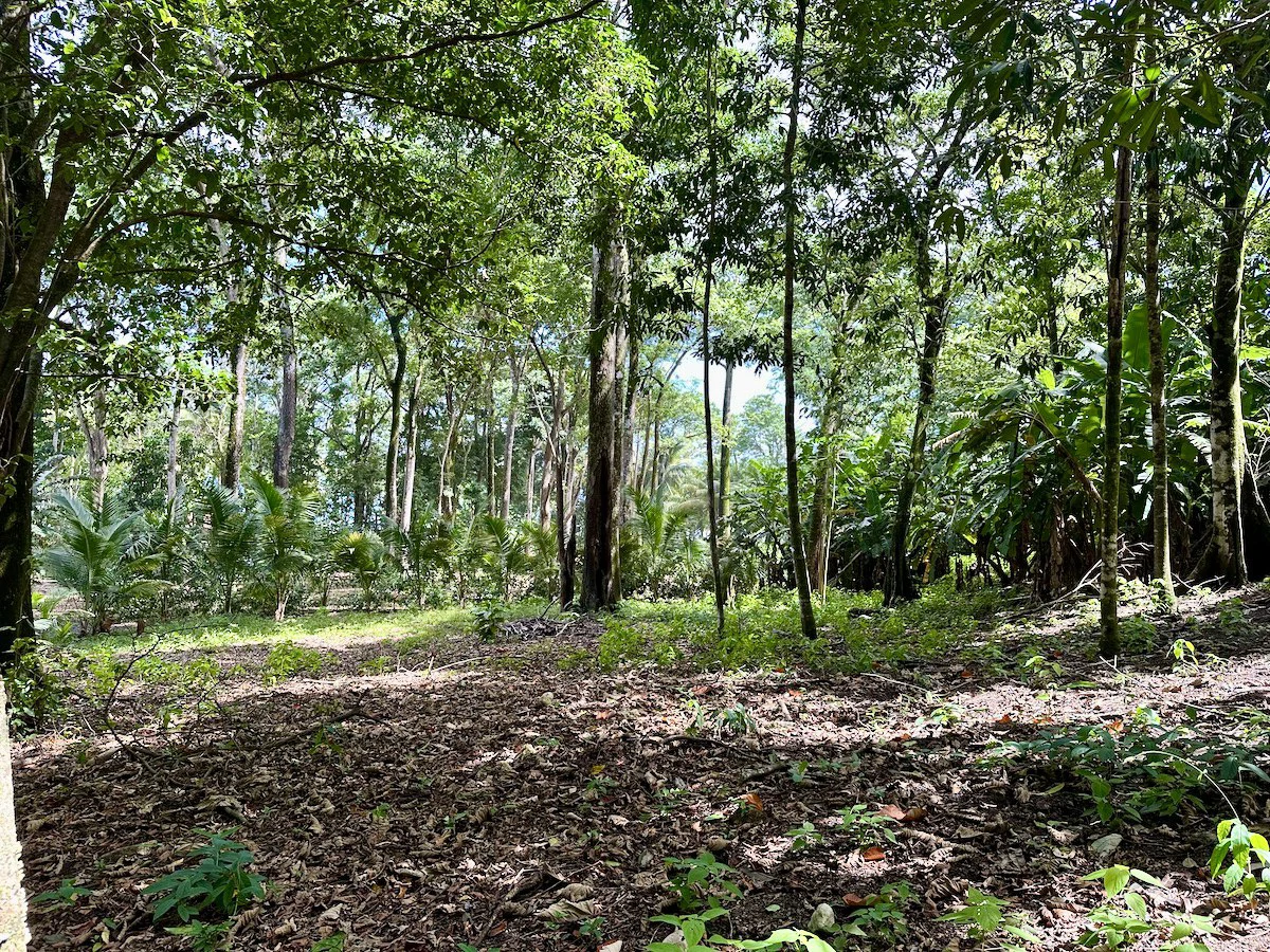 Beautiful Lot in Matapalo Osa Peninsula - Gallery image 7