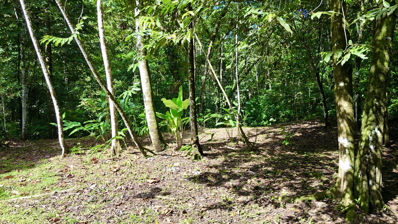 Selva Vista Estate: 5.9 Acres of Wild Beauty - Gallery image 11