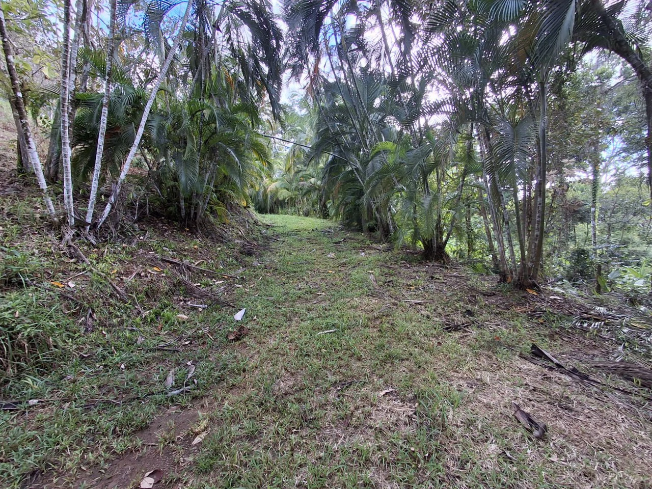 Hilltop Ocean Paradise: 10 ha (103,600m2) for private compound or development - Gallery image 4