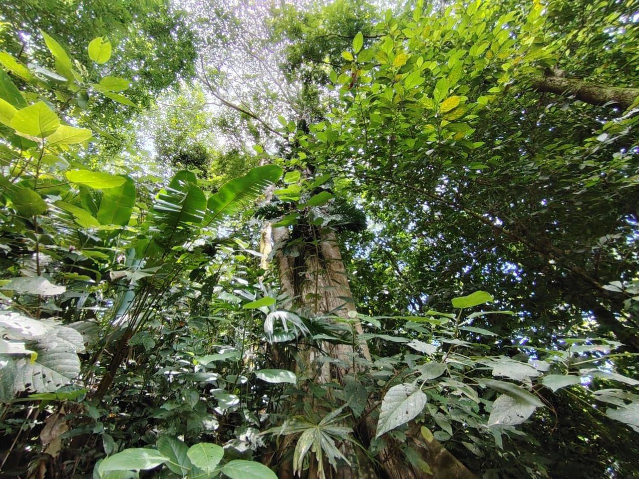 TERRENO EN VENTA, PUNTARENAS.: Mountain Home Construction Site For Sale in Hatillo - Gallery image 9