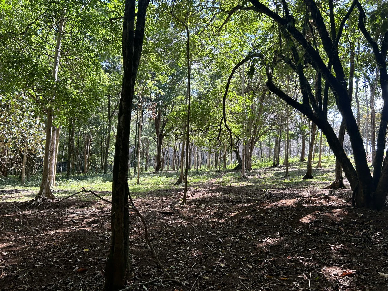 Cabo Matapalo:  3.8 Acre Ocean View Lot In Peninsula De Osa, Golfo Dulce - Gallery image 20