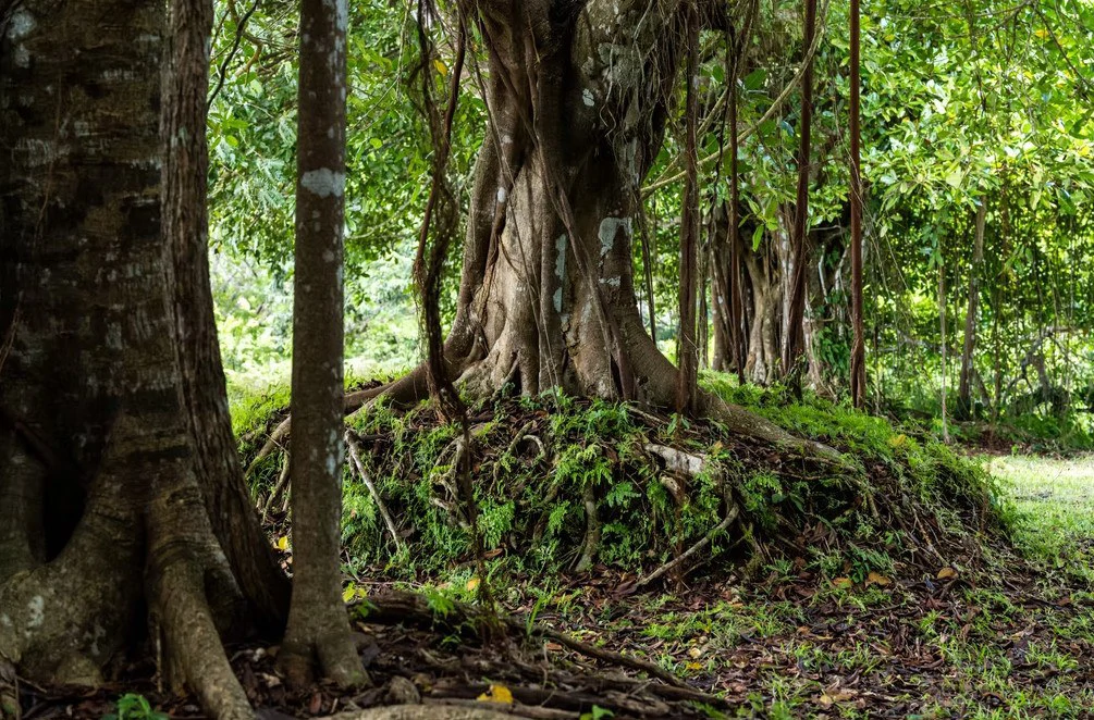 Ocean view farm for sale in Bejuco Nandayure Guanacaste Costa Rica - Gallery image 9