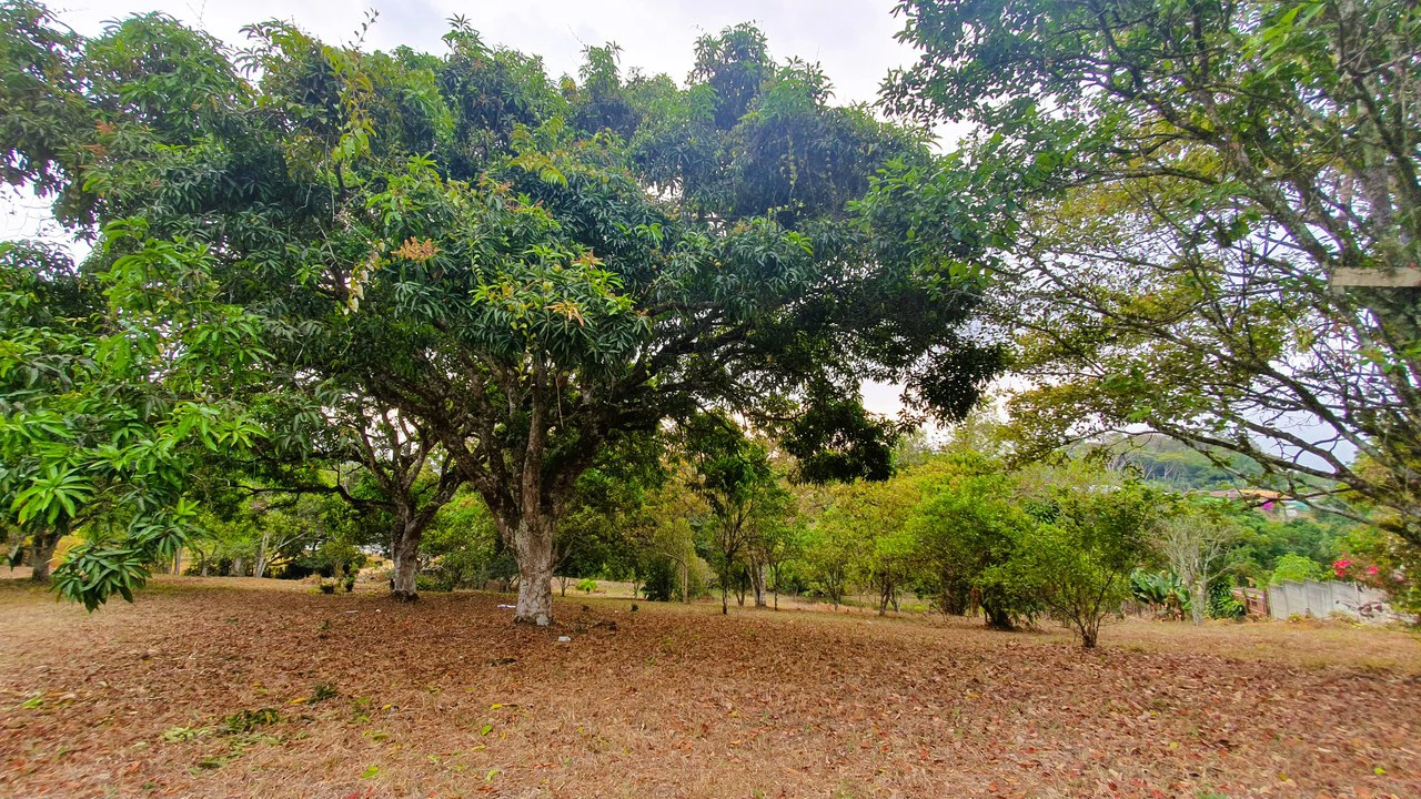 FRUIT TREE PROPERTY FOR SALE: Home Construction Site For Sale in San Isidro del General - Gallery image 12