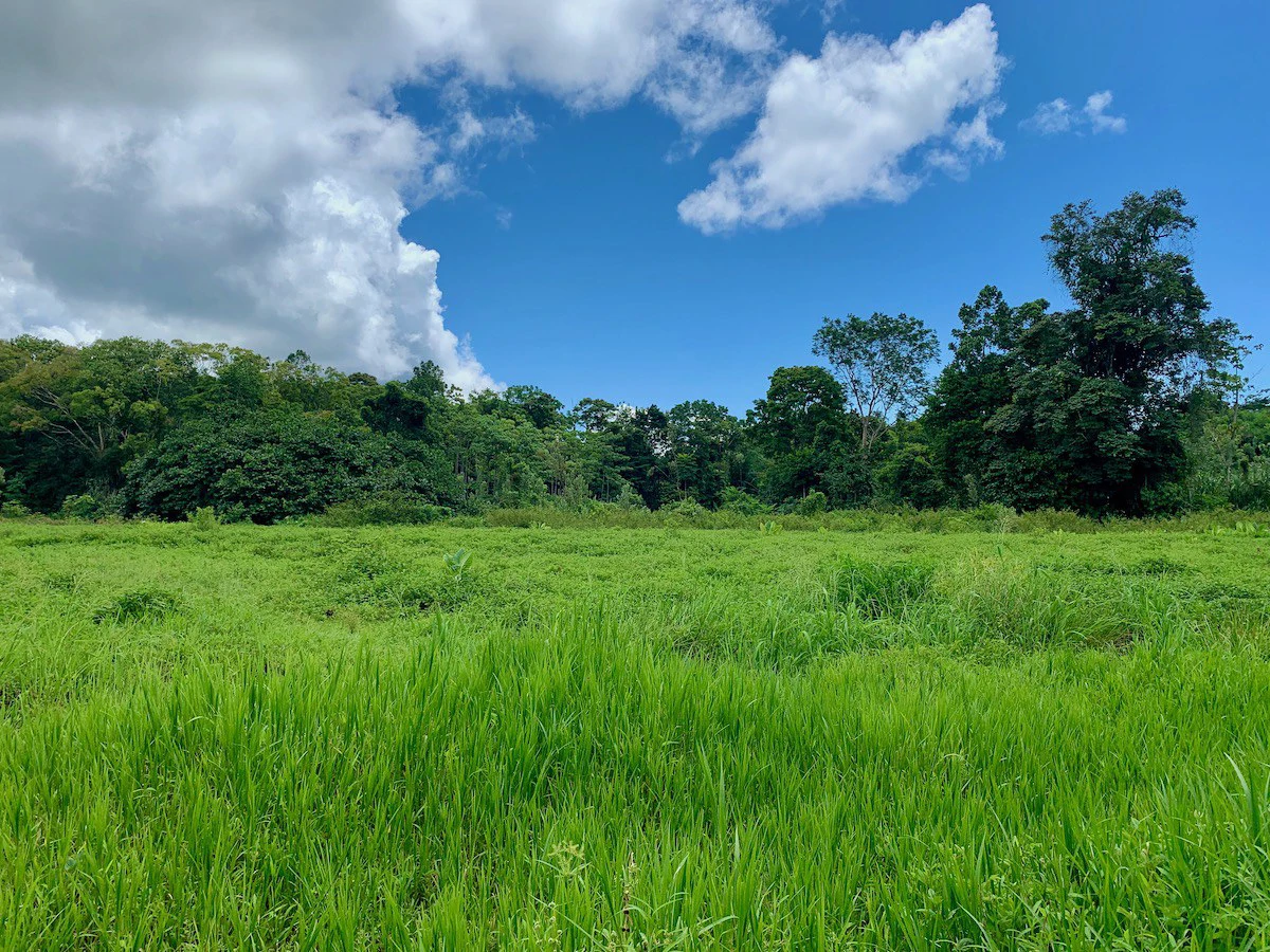 Jungle View Property in Osa Peninsula - Gallery image 7