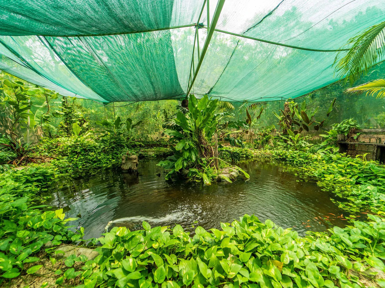 Organic Permaculture Farm and 2BR Single Family Home: Countryside House For Sale in Sámara - Gallery image 2