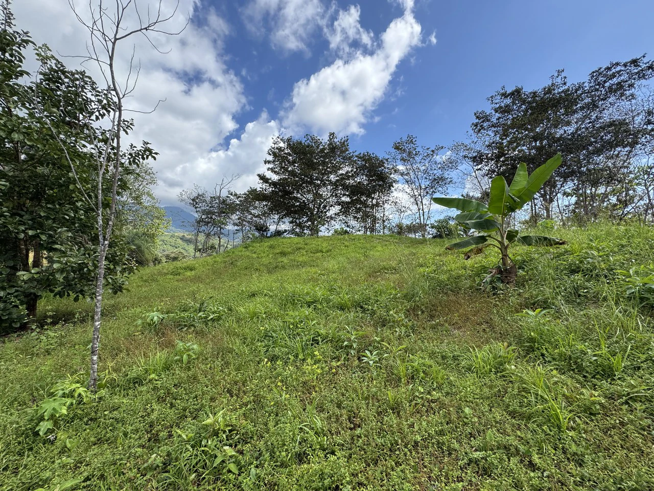 12 Acre Farm in Private Agricultural Community South of Ojochal - Gallery image 3