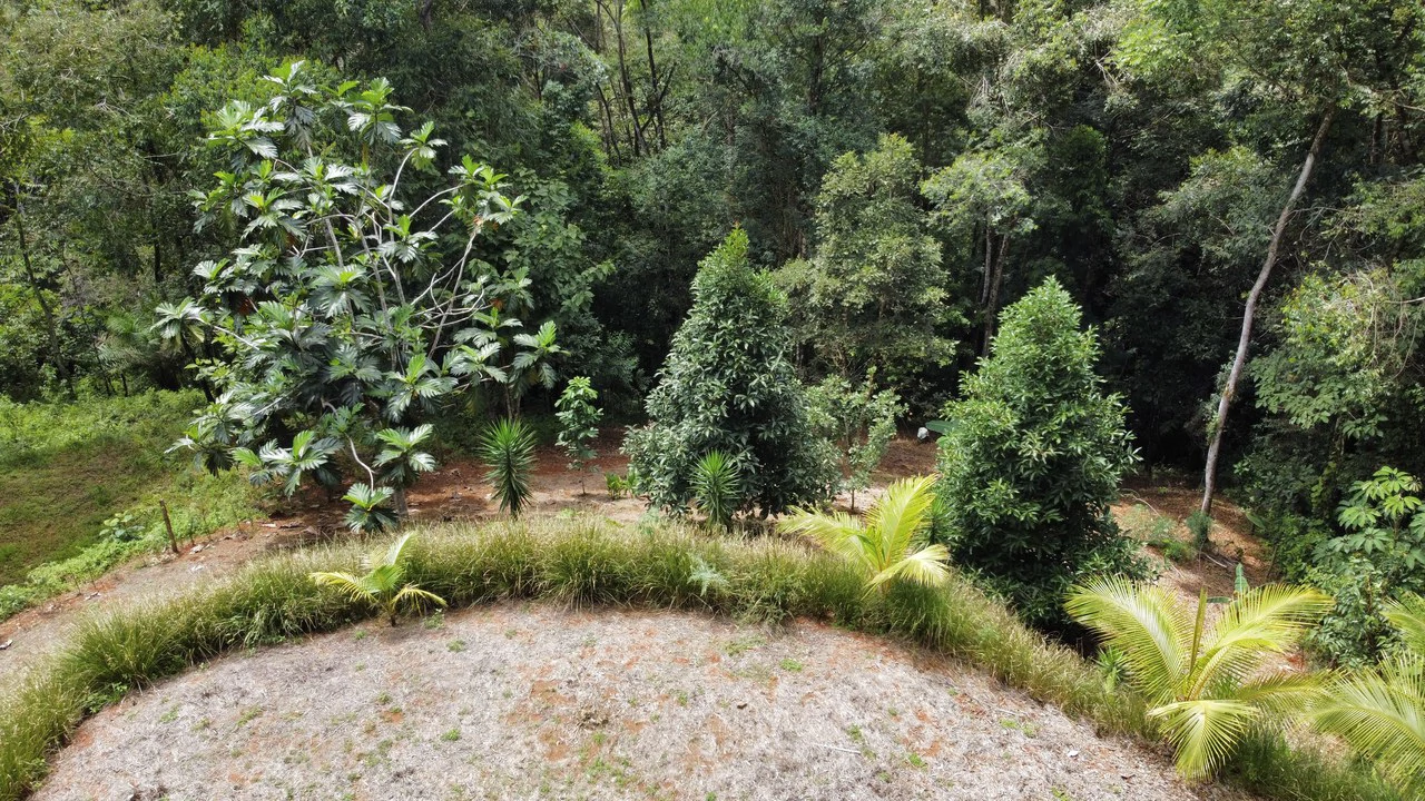 HALF ACRE LOT IN PLATANILLO, MINUTES TO THE BEACH OF DOMINICAL - Gallery image 8