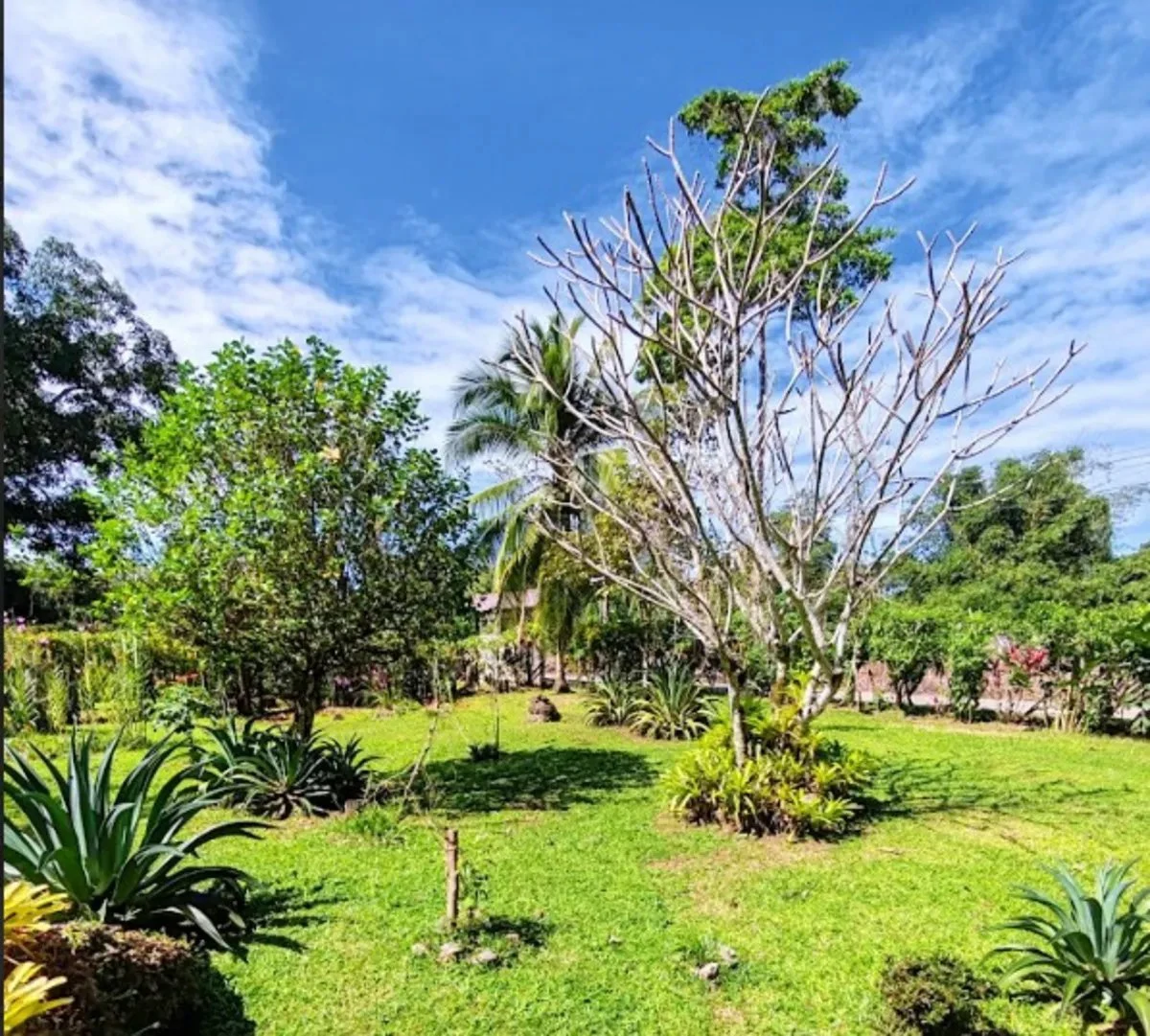 ID 1014: 641 sqm Flat Titled Lot for Sale in Cahuita - Gallery image 2
