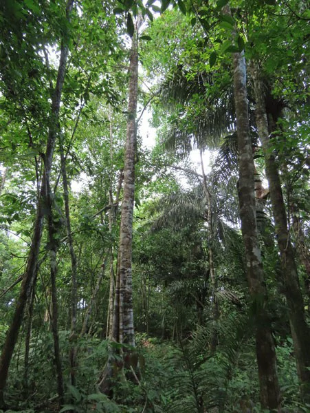 0.25 Acres Lots For Sale in La Amapola, Puerto Jimenez on Highway-245 - Gallery image 11