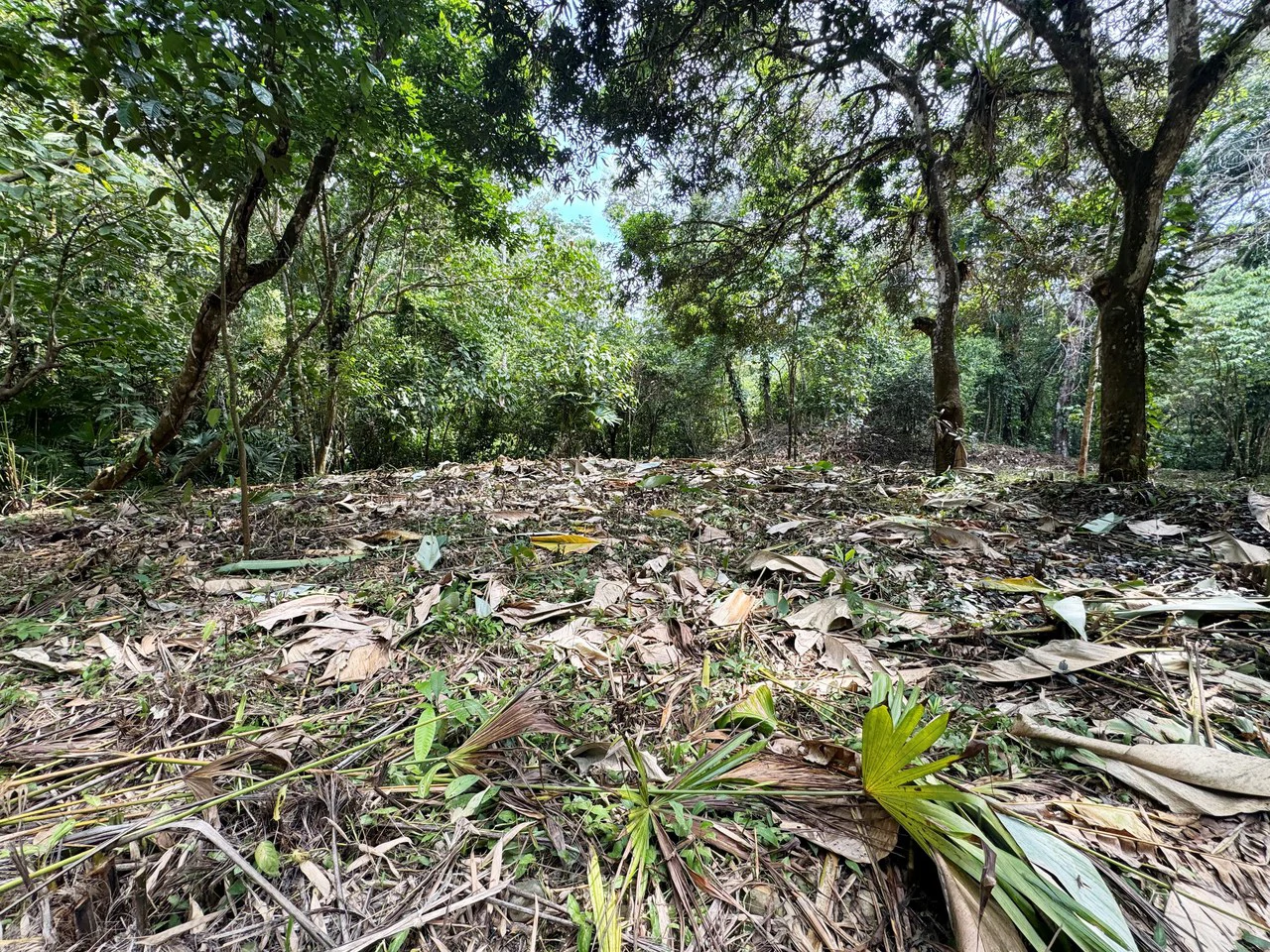1 Acre Jungle Lot with River in Playa Dominical - Gallery image 6