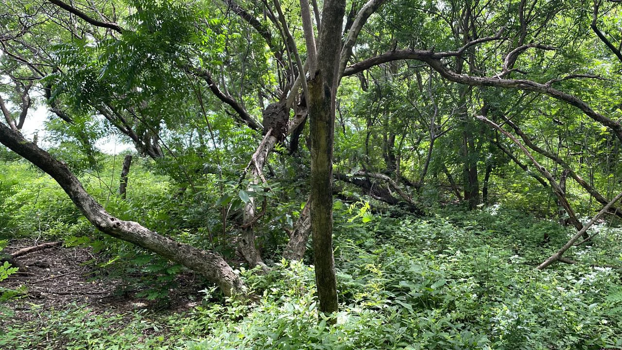 Beachfront Private Titled Property for sale close to La Cruz, beautiful nature land, ready to build - Gallery image 6