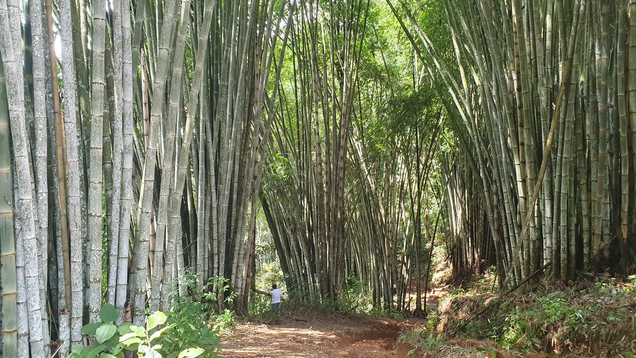 Property #1 with Bamboo Plantation, Development Opportunity (Residential, Hotel, and Industrial). - Gallery image 7