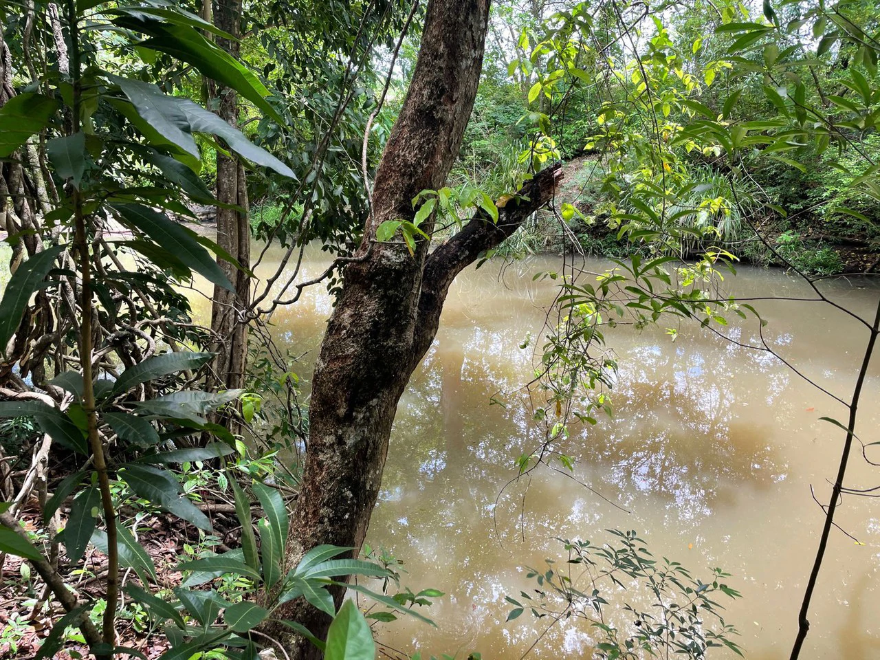 Beautiful private Mango farm and river frontage in Irigaray, 15 minutes from Liberia - Gallery image 10