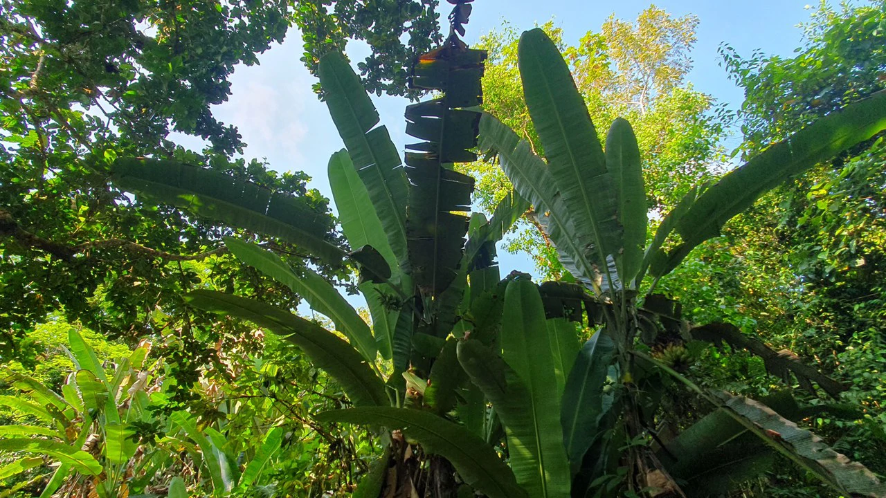 CONSERVATION AND DEVELOPMENT LAND WITH OCEAN VIEW IN SIERPE, COSTA RICA - Gallery image 11