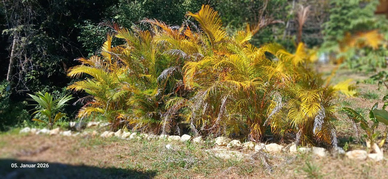 Contemporary Natural Lumber Home, Cabin, and Two Adjacent Lots for Sale in Blue Zone Hojancha, Guanacaste - Gallery image 9