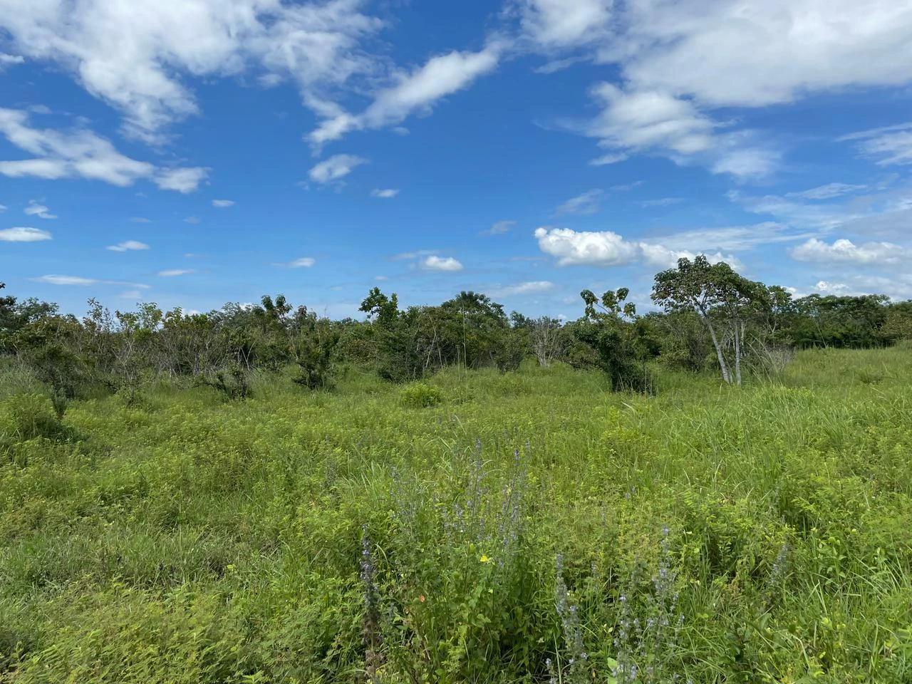 Airport Liberia Top commercial location huge property for sale - Gallery image 7