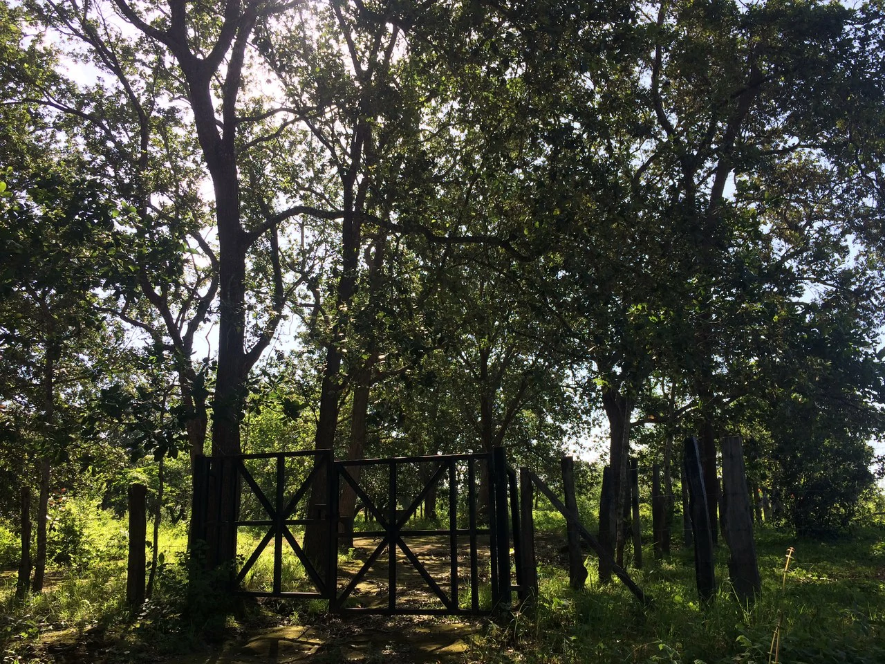 Finca de 31 hectáreas en Liberia: Great investment opportunity - Gallery image 2