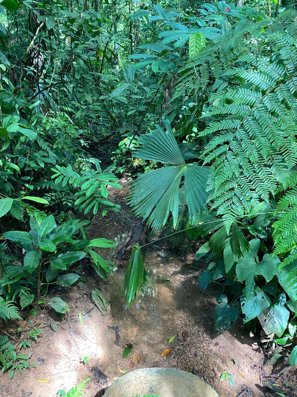Spectacular Ocean view on 7.7 acres: Mountain Home Construction Site For Sale in Bahía Ballena - Gallery image 25